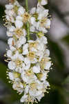 Chokecherry